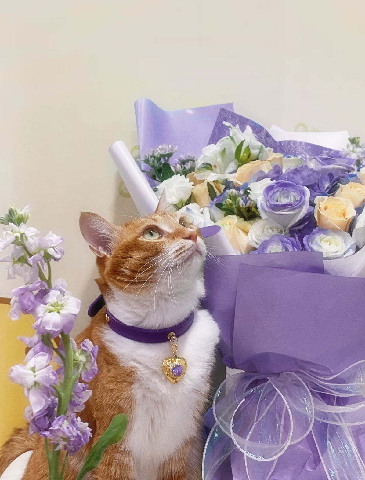 PurrFect™💜Luxury Purple Gemstone Cat/Dog Collar with Heart Pendant | Designer Jewelry Pet Collar