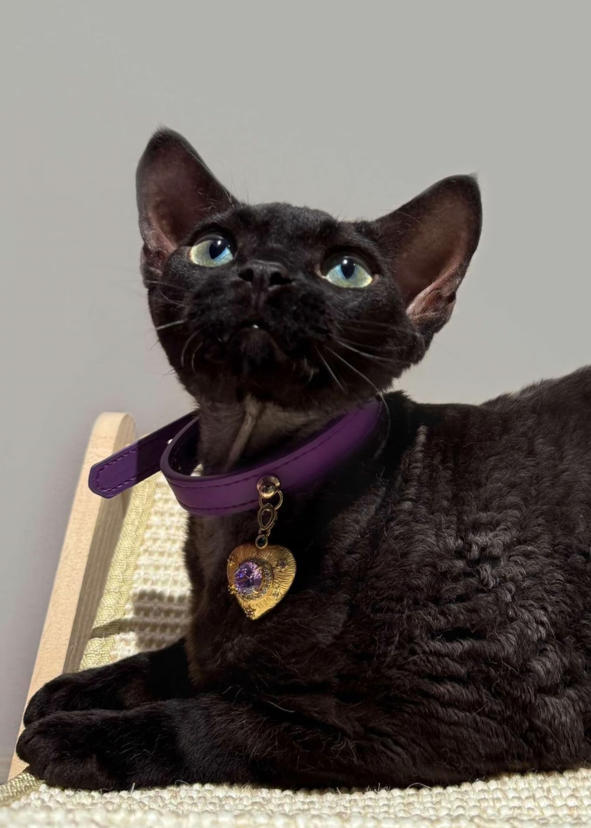 PurrFect™💜Luxury Purple Gemstone Cat/Dog Collar with Heart Pendant | Designer Jewelry Pet Collar