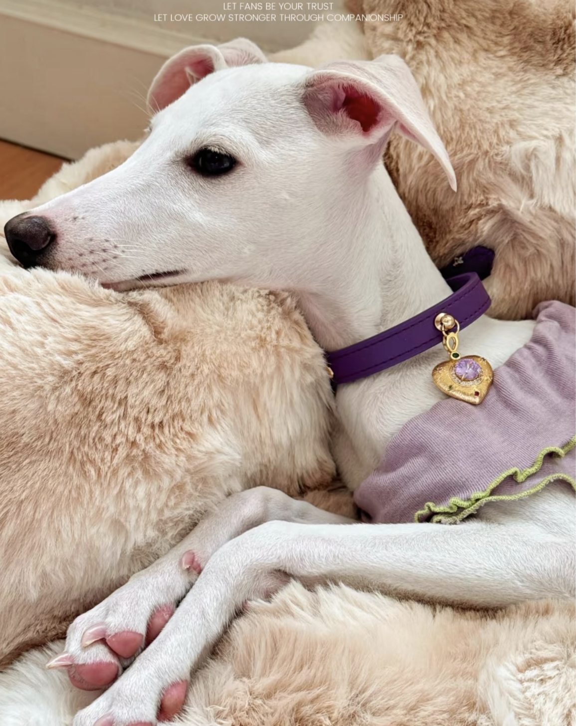 PurrFect™💜Luxury Purple Gemstone Cat/Dog Collar with Heart Pendant | Designer Jewelry Pet Collar